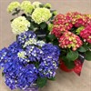 HORTENSIA 23 CM TRÄDGÅRD